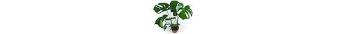 Cheese Plant Amazon Co Uk - swiss cheese plant monstera deliciosa popular houseplant 40 60cm